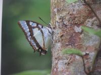 おきなわ蝶物語      　 　  著者の署名入り 　　　　　　　   【沖縄・琉球・自然・生物・昆虫・写真本】