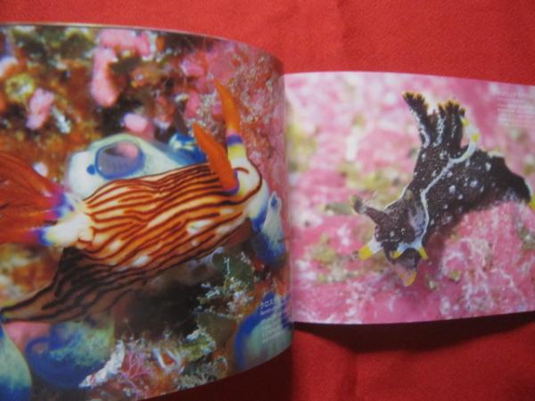美しく不思議なウミウシ きれいでかわいいウミウシたちの最新写真集 伊豆 越前 真鶴 八丈島などにいる新しい仲間も収録 全76点 自然 生物 動物 癒し 写真 文 今本 淳 文華堂書店 古本 中古本 古書籍の通販は 日本の古本屋 日本の古本屋 美しく不思議なウミウシ きれいでかわいいウミウシたちの最新写真集 伊豆 越前 真鶴 八丈島などにいる新しい仲間も収録 全76点 自然 生物 動物 癒し 写真 文 今本 淳 文華堂書店 古本 中古本 古書籍の通販は 日本の古本屋 日本の古本屋