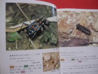 沖縄昆虫野外観察図鑑 　   第２巻　    甲虫目      【沖縄・琉球・自然・生物・昆虫】