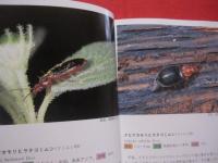 沖縄昆虫野外観察図鑑 　   第２巻　    甲虫目      【沖縄・琉球・自然・生物・昆虫】