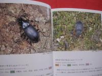 沖縄昆虫野外観察図鑑 　   第２巻　    甲虫目      【沖縄・琉球・自然・生物・昆虫】