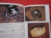 沖縄昆虫野外観察図鑑 　   第２巻　    甲虫目      【沖縄・琉球・自然・生物・昆虫】