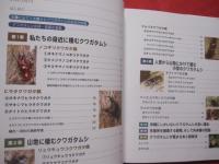 沖縄のクワガタムシ    　　  沖縄のクワガタ全種類紹介！！  　　    見直そう！　  郷土の自然   　　         【沖縄・琉球・自然・生物・生物・動物・昆虫】