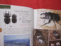 沖縄のクワガタムシ    　　  沖縄のクワガタ全種類紹介！！  　　    見直そう！　  郷土の自然   　　         【沖縄・琉球・自然・生物・生物・動物・昆虫】