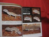 ヒョウモントカゲモドキとその仲間  　  Ｌｅｏｐａｒｄ  Ｇｅｃｋｏ  ａｎｄ  Ｏｔｈｅｒｓ　     【自然・生物・動物・知識】