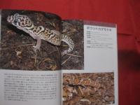 ★ヒョウモントカゲモドキとその仲間  　  Ｌｅｏｐａｒｄ  Ｇｅｃｋｏ  ａｎｄ  Ｏｔｈｅｒｓ　     【自然・生物・動物・知識】