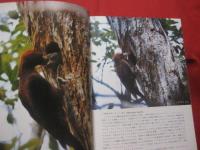 沖縄の野鳥・トンボ・蝶    　　         【沖縄・琉球・自然・生物・図鑑】