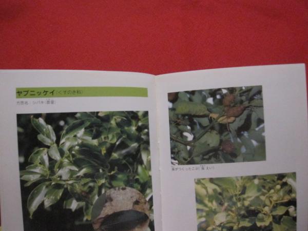 この花な んだ 親子で見る 沖縄の身近な植物図鑑 沖縄 琉球 自然 草 木 著者 いじゅの会 文華堂書店 古本 中古本 古書籍の通販は 日本の古本屋 日本の古本屋