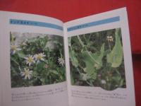 ★この花な～んだ 　 親子で見る　  沖縄の身近な植物図鑑　　　     【沖縄・琉球・自然・草・木】