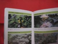 ★この花な～んだ 　 親子で見る　  沖縄の身近な植物図鑑　　　     【沖縄・琉球・自然・草・木】