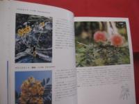 ☆沖縄の自然　　　　 熱帯花木　　　　 カラー百科シリーズ  　　⑤　　　　　 【沖縄・琉球・自然・植物・樹木】　