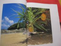 ☆写真集    沖縄  　　    ＦＨＯＴＧＲＡＰＨ　    ＯＦ  　  ＯＫＩＮＡＷＡ   　 　     【沖縄・琉球・自然・風景・伝統・文化】