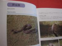 沖縄の帰化動物        ◆海をこえてきた生きものたち 　          【沖縄・琉球・自然・生物】