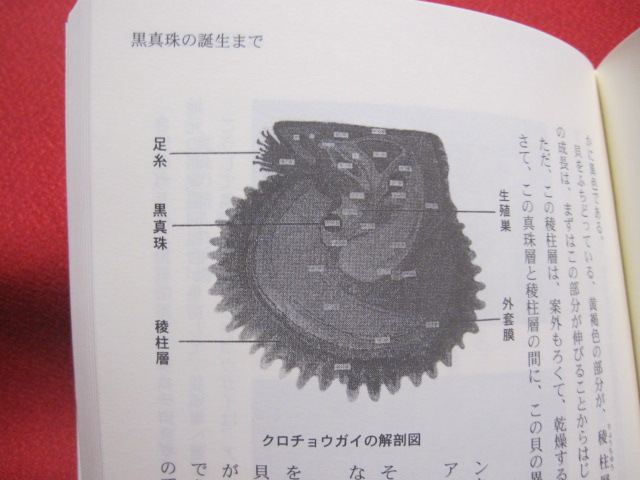 世界初 黒蝶真珠誕生物語 そのふるさと 沖縄の海と風土 沖縄 琉球 歴史 文化 自然 著者 大浜 英祐 文華堂書店 古本 中古本 古書籍の通販は 日本の古本屋 日本の古本屋