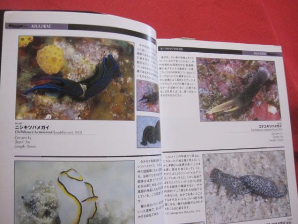 インド太平洋のウミウシ ガイドブック Nudibranchs 洋書