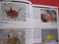 ウミウシガイドブック 　　　　　沖縄・慶良間諸島の海から　　　　　　 【沖縄・琉球・海洋生物・自然】