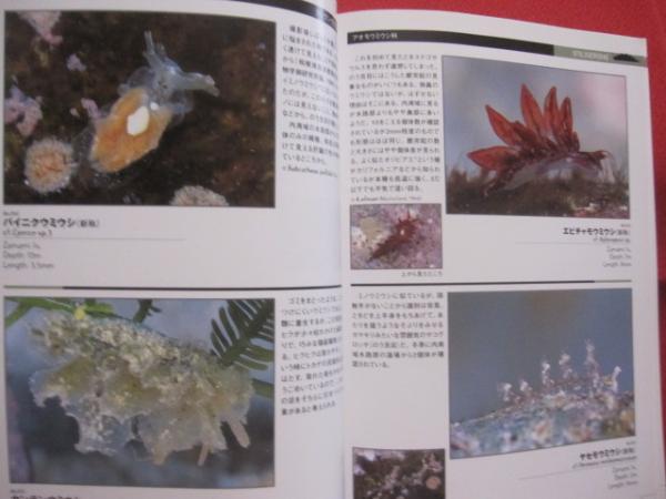 インド太平洋のウミウシ ガイドブック Nudibranchs 洋書