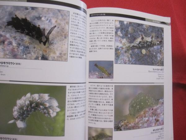 インド太平洋のウミウシ ガイドブック Nudibranchs 洋書