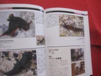 ☆ウミウシガイドブック 　　　　　沖縄・慶良間諸島の海から　　　　　　 【沖縄・琉球・海洋生物・自然】