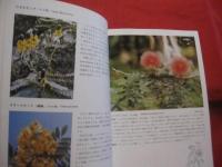 ☆沖縄の自然　　　　 熱帯花木　　　　 カラー百科シリーズ  　　⑤　　　　　 【沖縄・琉球・自然・植物・樹木】　