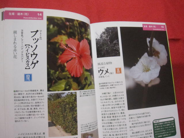 沖縄の庭を見直そう 琉球ガーデンｂｏｏｋ 沖縄 琉球 自然 植物 ガーデニング 著者 比嘉 淳子 飯塚 みどり 文華堂書店 古本 中古本 古書籍の通販は 日本の古本屋 日本の古本屋