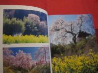 ＳＡＫＵＲＡ 　　　 Ｔｈｅ　　 Ｊａｐａｎｅｓｅ　　 Ｓｏｕｌ 　　Ｆｌｏｗｅｒ  　　　　「桜」　 オールカラー英文写真集    　　　　　　  【花・自然・風景】