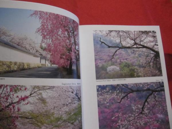 SAKURA The Japanese Soul Flower