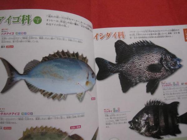おきなわの釣り魚図鑑 ３３５種 改訂版 子供やシニアに優しい本にしました 沖縄 琉球 自然 アウトドア フィッシング 企画 編集 比嘉 利行 文華堂書店 古本 中古本 古書籍の通販は 日本の古本屋 日本の古本屋