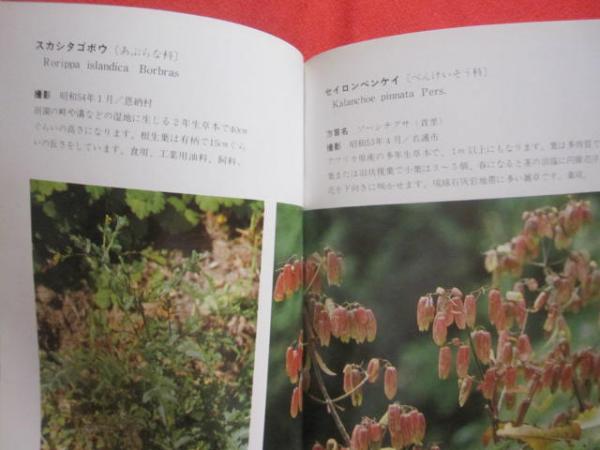 沖縄植物野外活用図鑑 第3巻 帰化植物 【沖縄・琉球・自然
