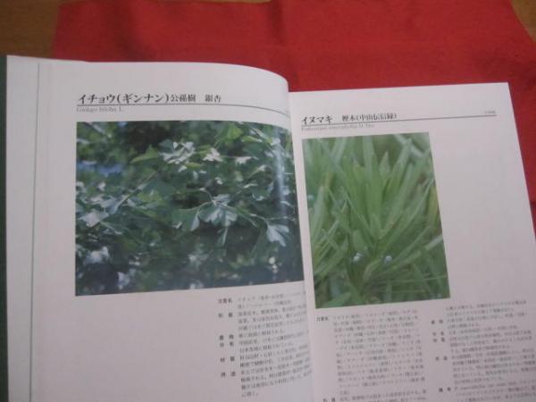 図鑑 琉球列島有用樹木誌 図鑑 琉球列島有用樹木誌(天野鉄夫) / 松野書店 / 古本、中古本、古