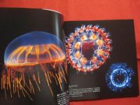 深海世界  　　　Ｄｅｐｔｈ  　ｏｆ  　Ｂｅａｕｔｙ　  ： 　 Ｌｉｆｅ  　ｂｅｎｅａｔｈ  　ｔｈｅ  　ｓｅａ　　    【生物・写真集】