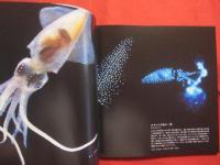 深海世界  　　　Ｄｅｐｔｈ  　ｏｆ  　Ｂｅａｕｔｙ　  ： 　 Ｌｉｆｅ  　ｂｅｎｅａｔｈ  　ｔｈｅ  　ｓｅａ　　    【生物・写真集】