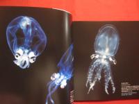 深海世界  　　　Ｄｅｐｔｈ  　ｏｆ  　Ｂｅａｕｔｙ　  ： 　 Ｌｉｆｅ  　ｂｅｎｅａｔｈ  　ｔｈｅ  　ｓｅａ　　    【生物・写真集】