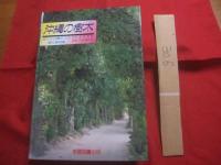 カラー版    　　沖縄の樹木   　　 庭から公園までの緑化植物集　　     　新星図書出版(株) 　発行   　　　　    【沖縄・琉球・植物・花木・自然】