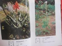 沖縄教材植物図鑑 　    ―　 路傍の草木　 ―  　     　    【沖縄・琉球・自然・植物】