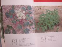 沖縄教材植物図鑑 　    ―　 路傍の草木　 ―  　     　    【沖縄・琉球・自然・植物】