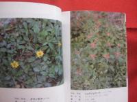 沖縄教材植物図鑑 　    ―　 路傍の草木　 ―  　     　    【沖縄・琉球・自然・植物】