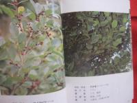沖縄教材植物図鑑 　    ―　 路傍の草木　 ―  　     　    【沖縄・琉球・自然・植物】