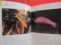 ☆★☆沖縄海中生物図鑑　　　　第２巻　　　　魚　　　　監修　　財団法人　　海中公園センター　　　　新星図書出版　　発行  　　　　　【沖縄・琉球・自然・海洋生物】