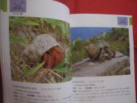 沖縄海中生物図鑑       　　  第８巻  　　        ◆甲殻類   （ エビ ・ ヤドカリ ）   　　           【沖縄・琉球・自然・生物・動物】