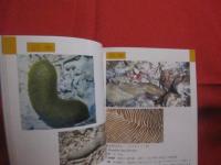 沖縄海中生物図鑑            第９巻            　サンゴ               【沖縄・琉球・自然・海洋生物・動物】