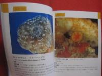 沖縄海中生物図鑑            第９巻            　サンゴ               【沖縄・琉球・自然・海洋生物・動物】