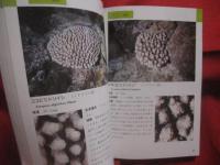 ☆沖縄海中生物図鑑            第９巻            　サンゴ            【沖縄・琉球・自然・海洋生物・動物】