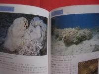 ☆沖縄海中生物図鑑            第９巻            　サンゴ            【沖縄・琉球・自然・海洋生物・動物】