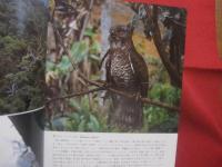 沖縄の野鳥　・　トンボ　・　蝶     　　            【沖縄・琉球・自然・生物・図鑑】