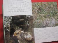 沖縄の野鳥　・　トンボ　・　蝶     　　            【沖縄・琉球・自然・生物・図鑑】