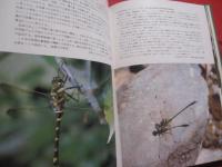 沖縄の野鳥　・　トンボ　・　蝶     　　            【沖縄・琉球・自然・生物・図鑑】