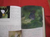 沖縄の野鳥　・　トンボ　・　蝶     　　            【沖縄・琉球・自然・生物・図鑑】