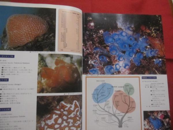 原色沖縄海中動物生態図鑑 【 改訂版 】 世界最高の海中動物図鑑 定価