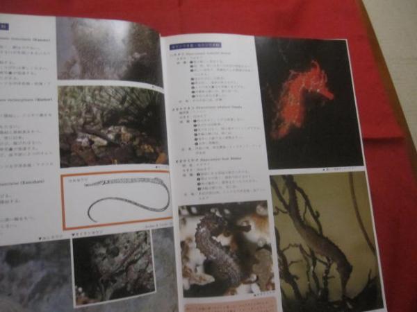 原色沖縄海中動物生態図鑑 【 改訂版 】 世界最高の海中動物図鑑 定価